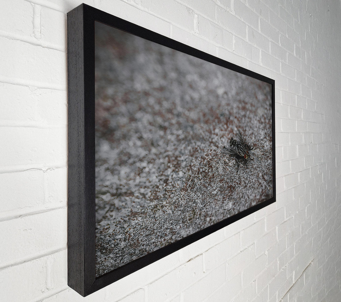  A Canvas Print of Gray Fly On Stone Canvas Print