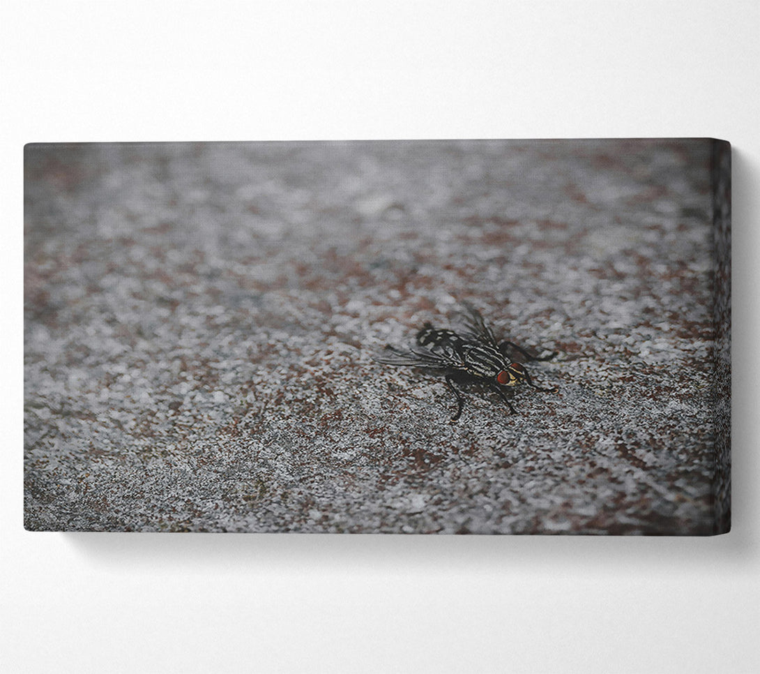  A Canvas Print of Gray Fly On Stone Canvas Print