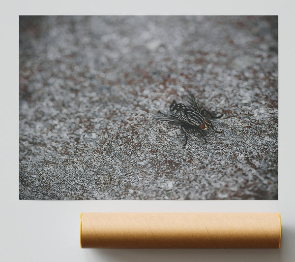 Gray Fly On Stone Poster