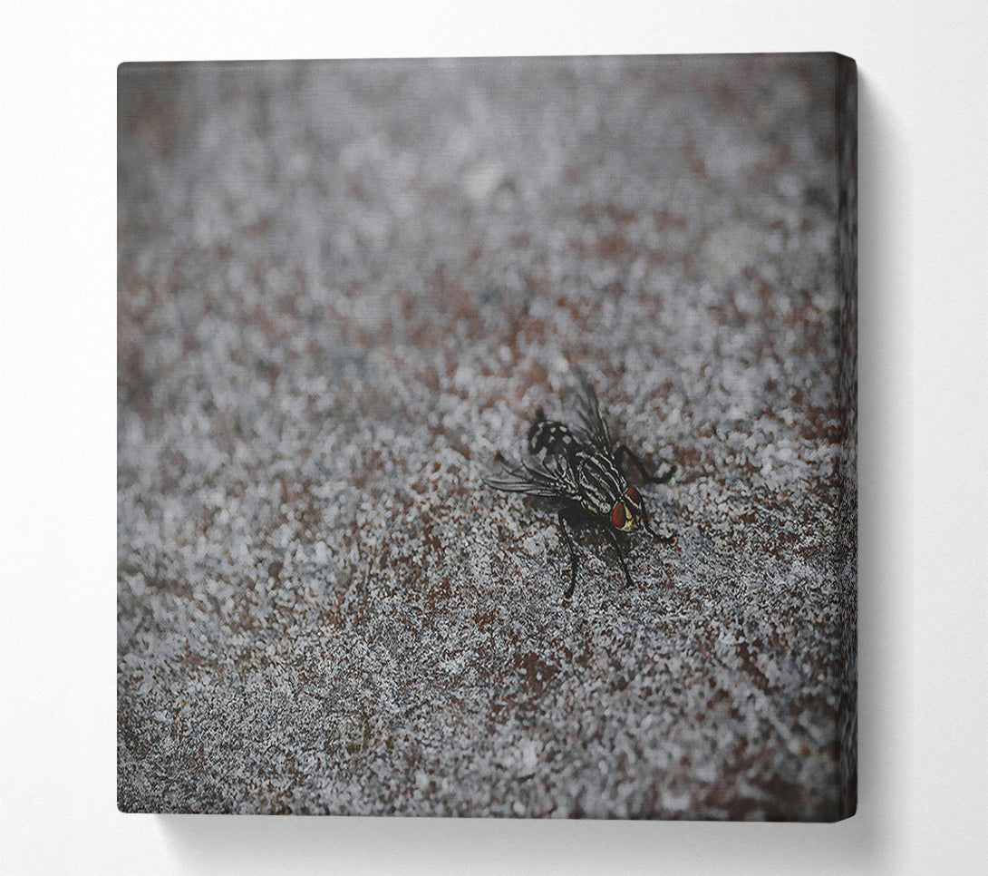  A Canvas Print of Gray Fly On Stone Canvas Print