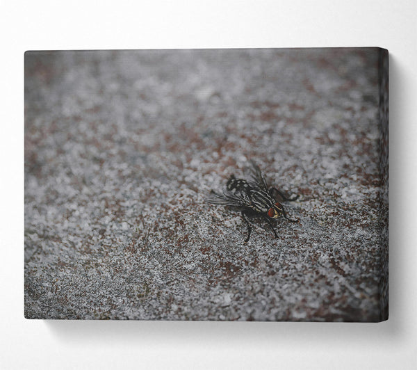  A Canvas Print of Gray Fly On Stone Canvas Print