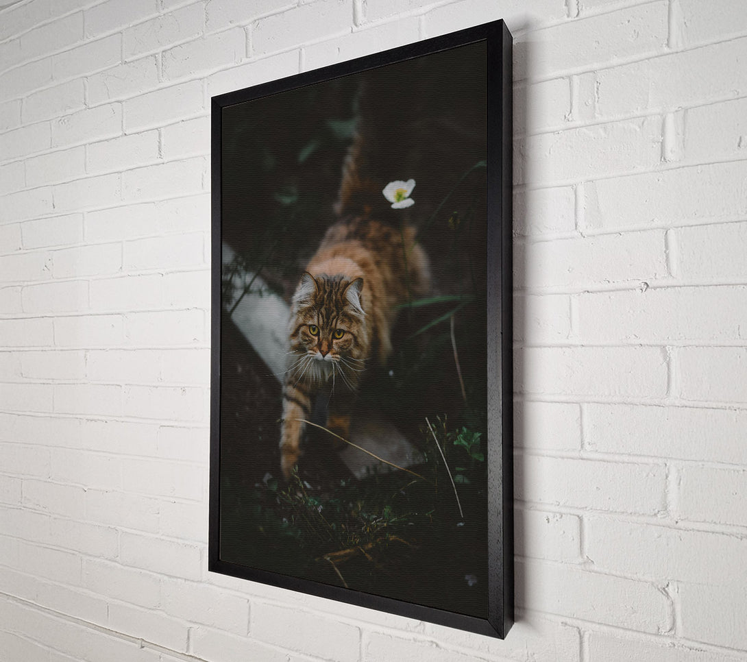  A Canvas Print of Golden Fur Stalks Prey. Canvas Art