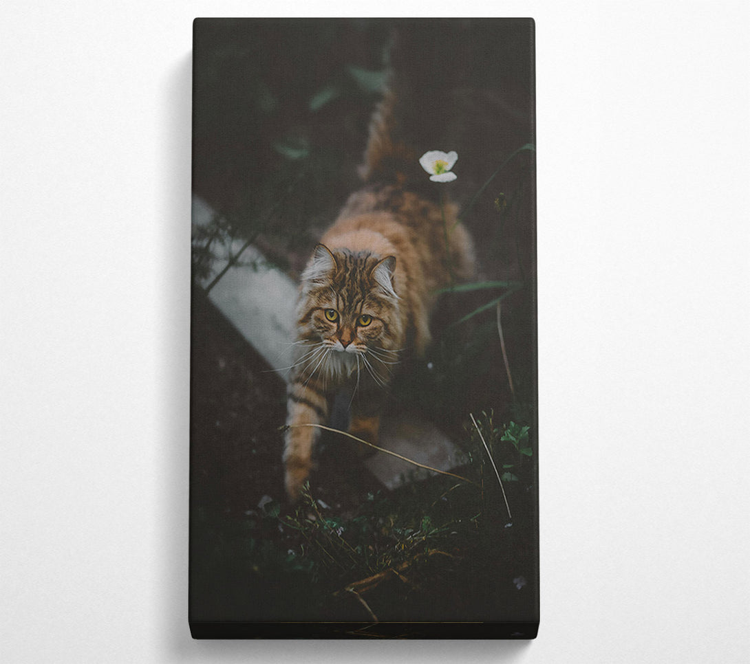  A Canvas Print of Golden Fur Stalks Prey. Canvas Art