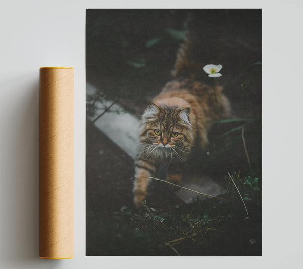 Golden Fur Stalks Prey. Poster
