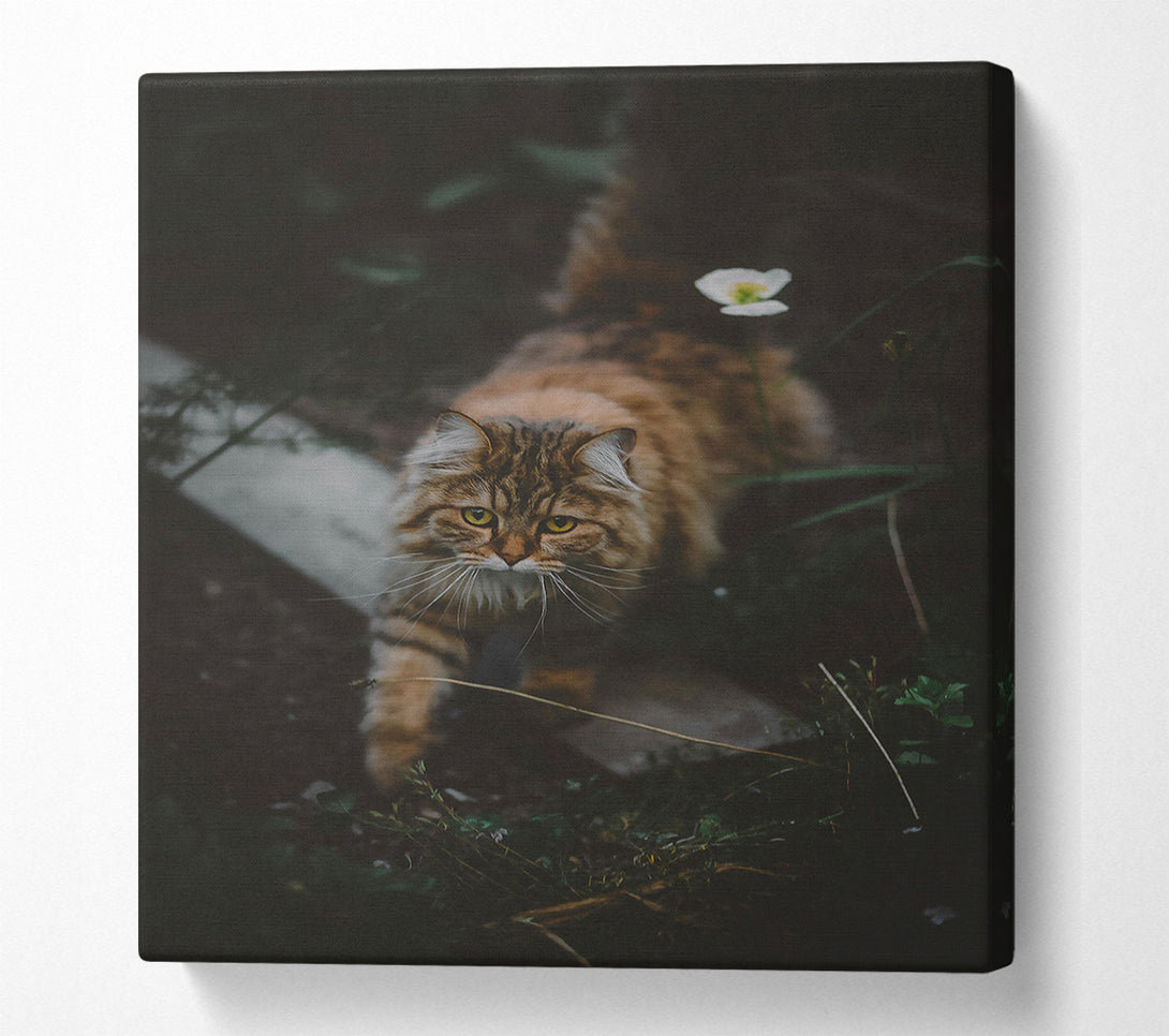  A Canvas Print of Golden Fur Stalks Prey. Canvas Art
