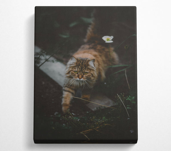  A Canvas Print of Golden Fur Stalks Prey. Canvas Art