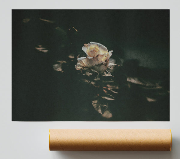 Pale Rose In Shadow Poster