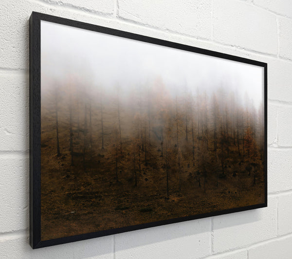 Brown Foggy Forest
