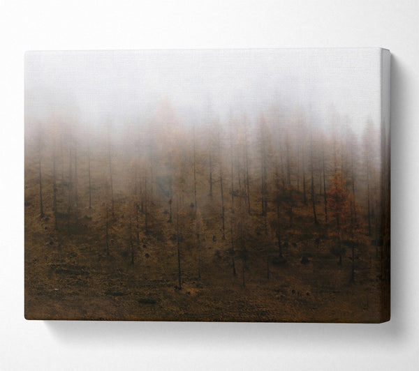 A Canvas Print of Brown Foggy Forest Canvas Art