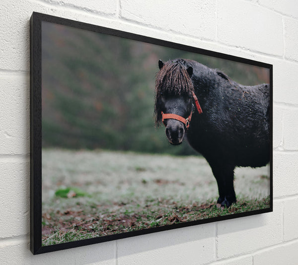 Black Pony In Field