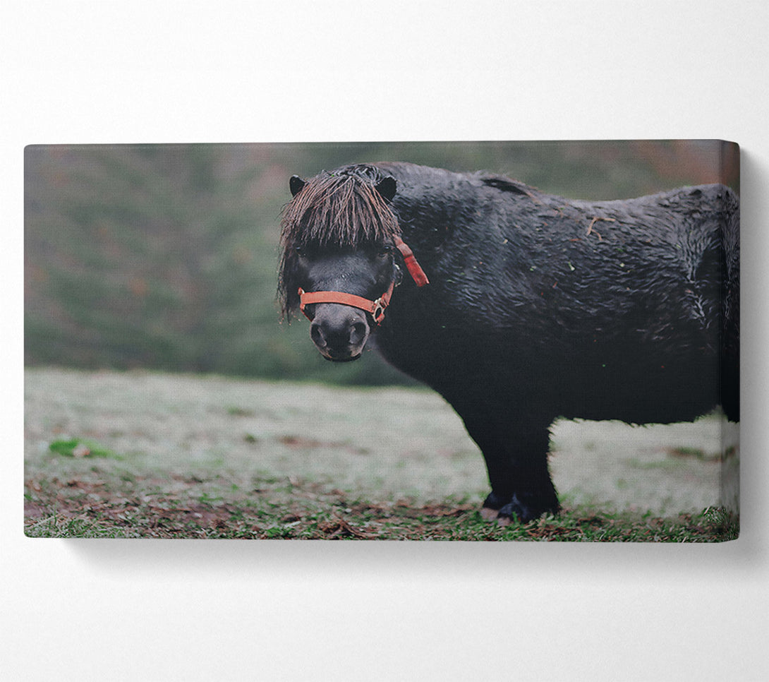  A Canvas Print of Black Pony In Field Canvas Wall Art