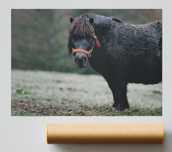 Black Pony In Field Print