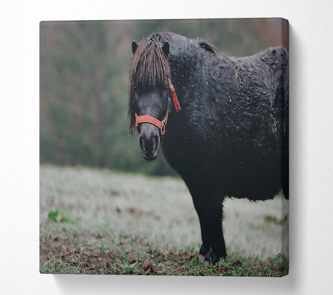  A Canvas Print of Black Pony In Field Canvas Wall Art