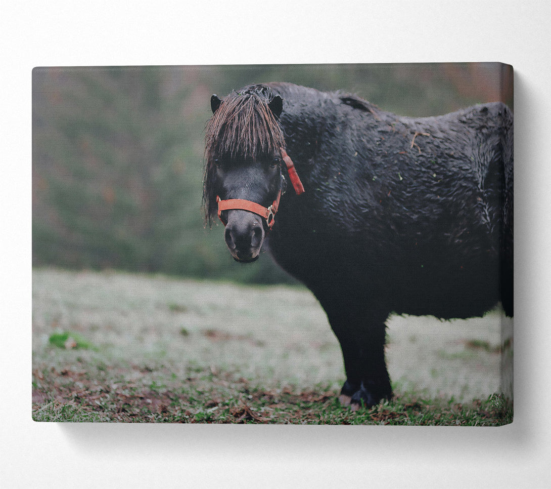  A Canvas Print of Black Pony In Field Canvas Wall Art