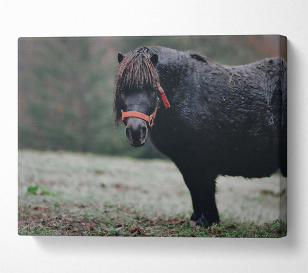  A Canvas Print of Black Pony In Field Canvas Wall Art