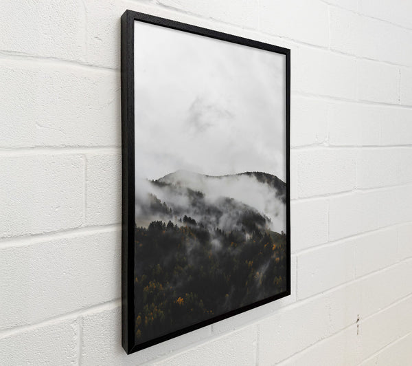 Gray Mist On Pines