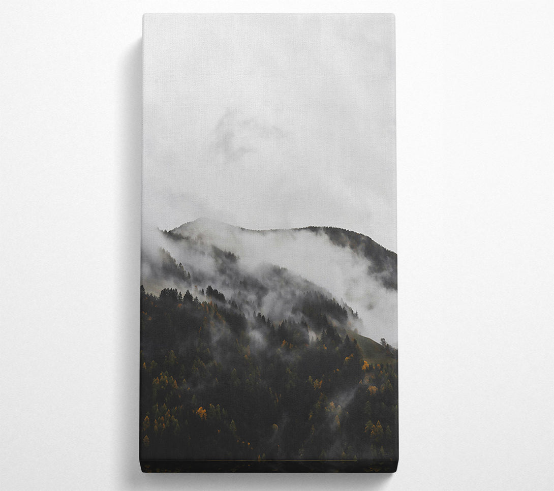  A Canvas Print of Gray Mist On Pines Canvas Print