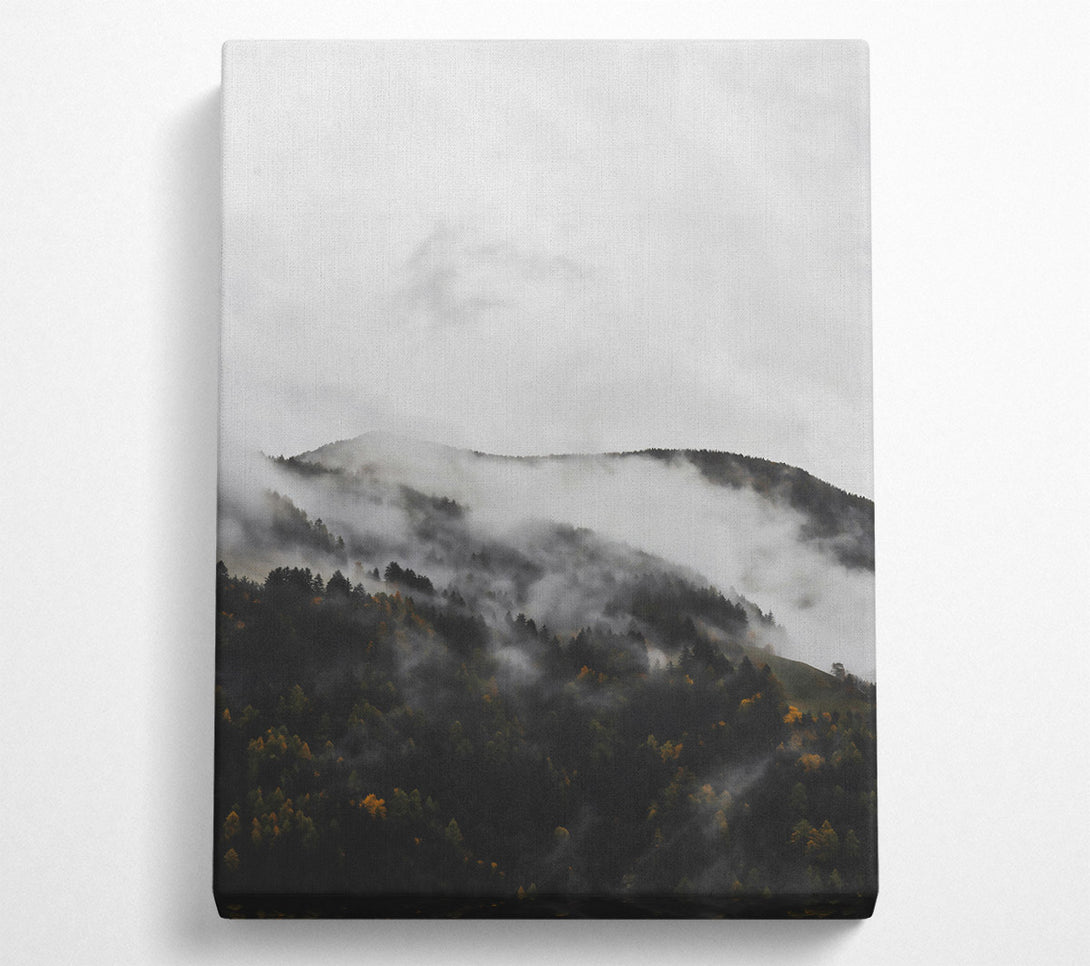 A Canvas Print of Gray Mist On Pines Canvas Print