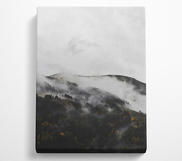  A Canvas Print of Gray Mist On Pines Canvas Print