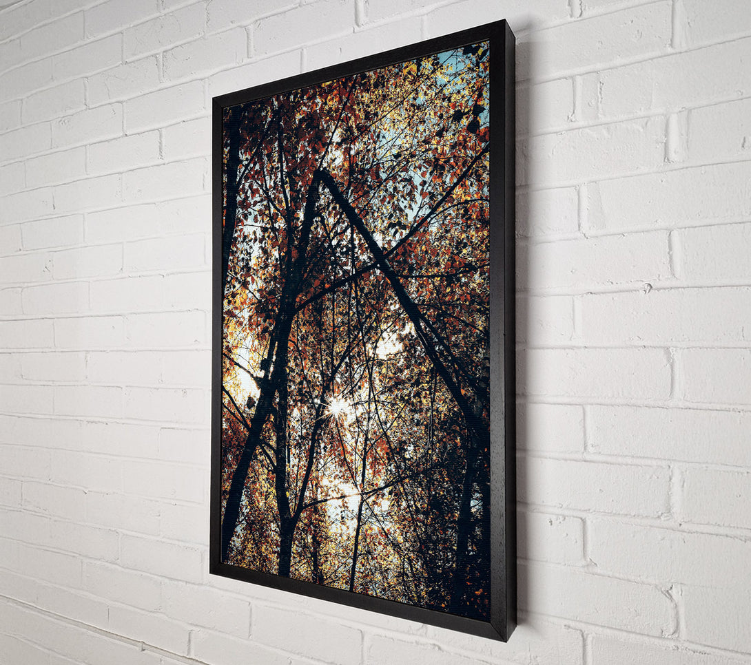  A Canvas Print of Golden Sunlight Through Trees Canvas Print