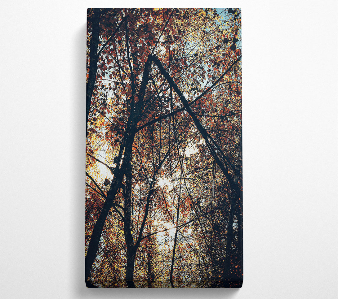  A Canvas Print of Golden Sunlight Through Trees Canvas Print