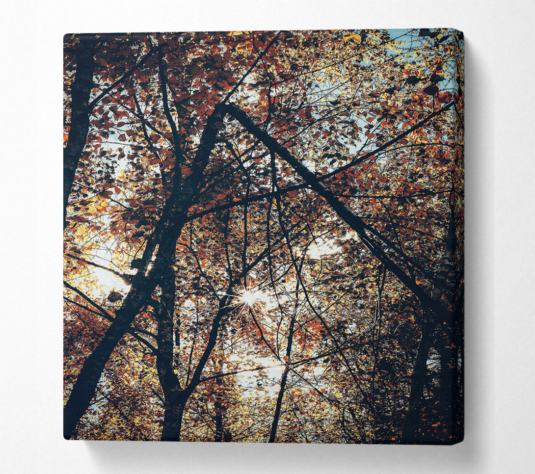  A Canvas Print of Golden Sunlight Through Trees Canvas Print