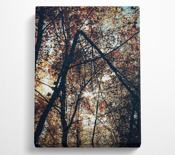  A Canvas Print of Golden Sunlight Through Trees Canvas Print