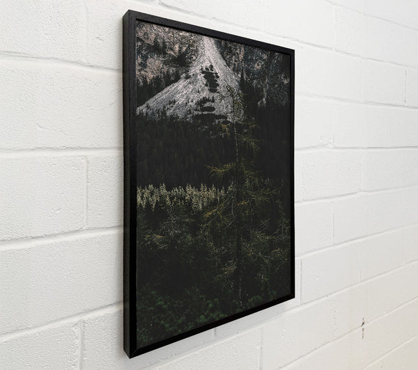 Silent Green Forest