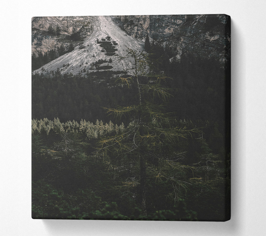  A Canvas Print of Silent Green Forest Canvas Art