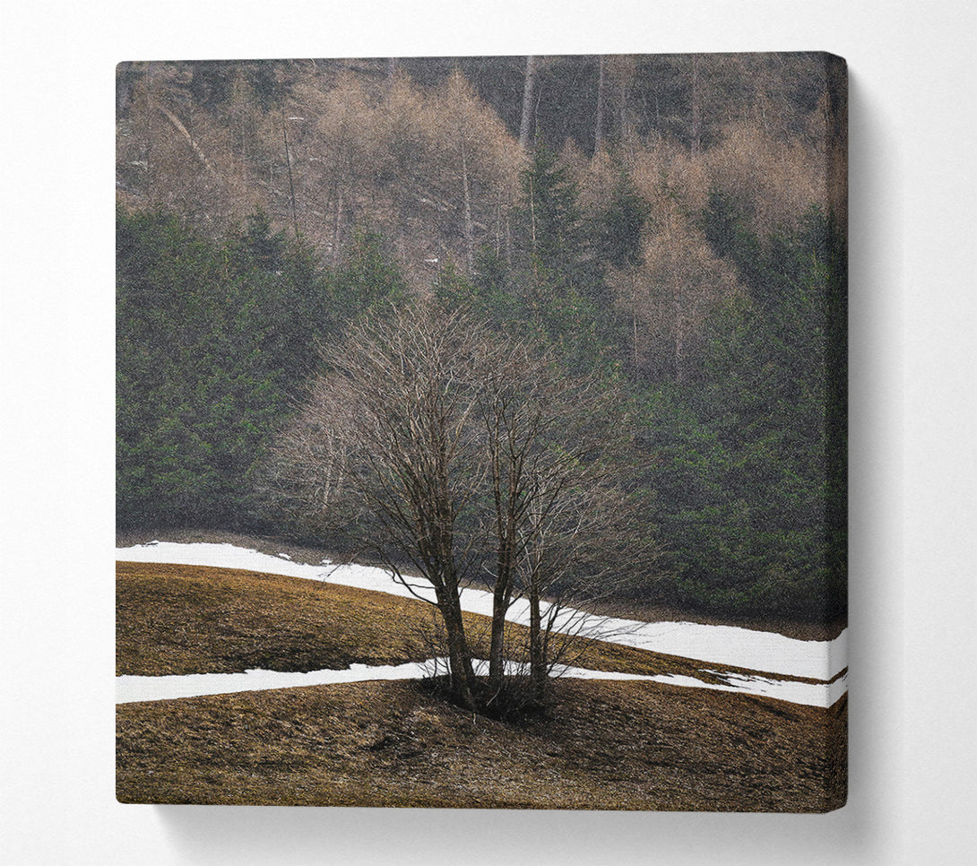  A Canvas Print of White Snow Brown Trees Canvas Print