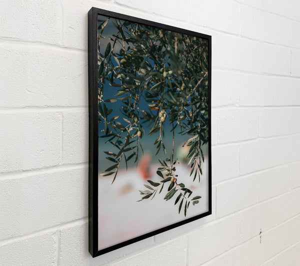 Green Olive Branches