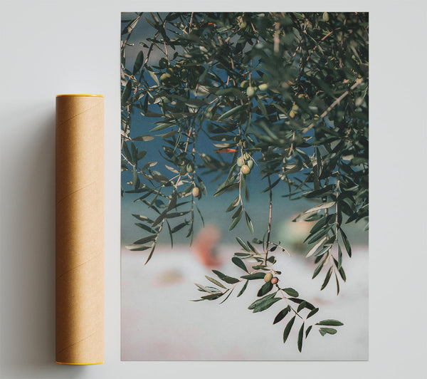 Green Olive Branches Poster