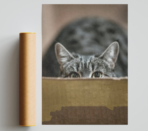 Golden Eye Peekaboo Poster