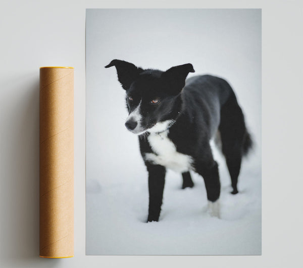 Black Dog In The Snow Print