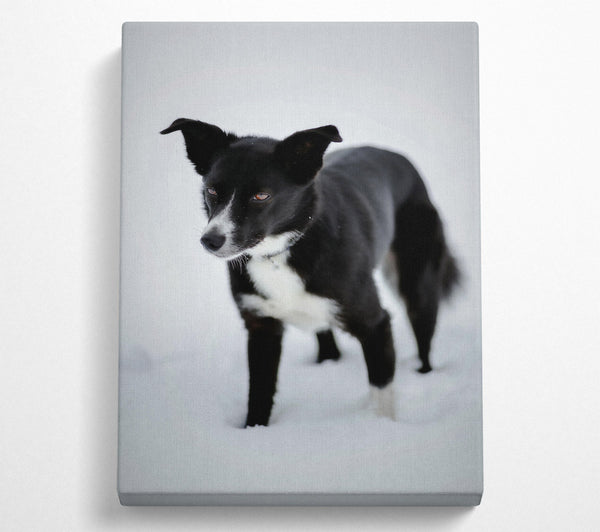  A Canvas Print of Black Dog In The Snow Canvas Wall Art