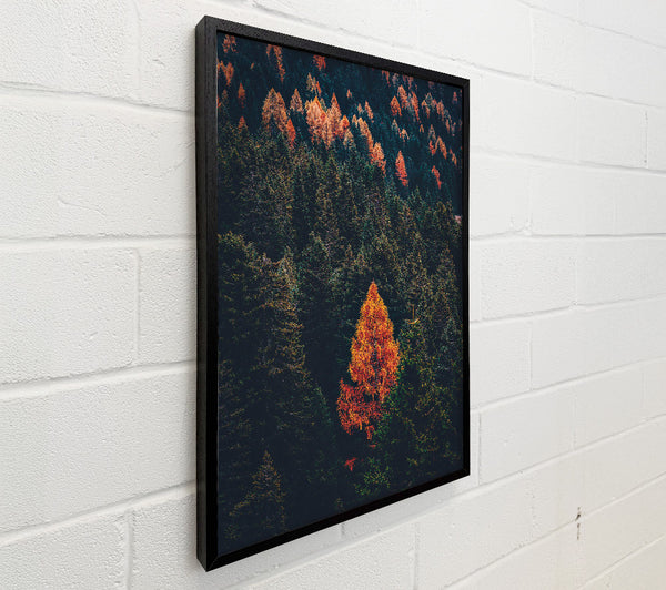 Autumn Orange Forest