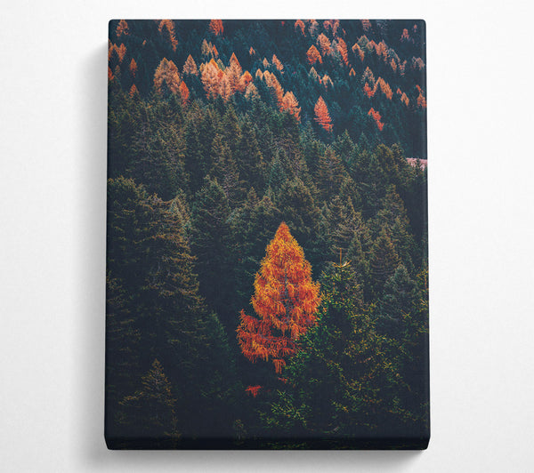  A Canvas Print of Autumn Orange Forest Canvas Art