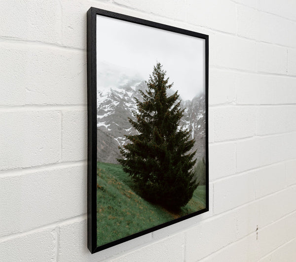 Emerald Pine In Mist