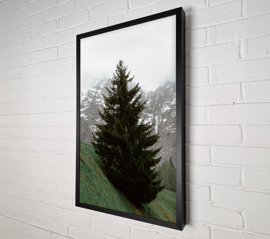  A Canvas Print of Emerald Pine In Mist Canvas Wall Art