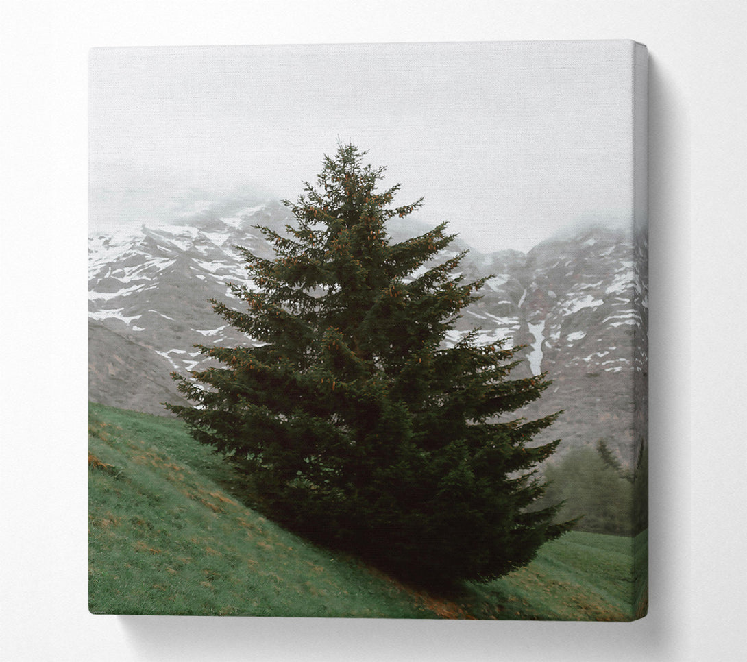  A Canvas Print of Emerald Pine In Mist Canvas Wall Art