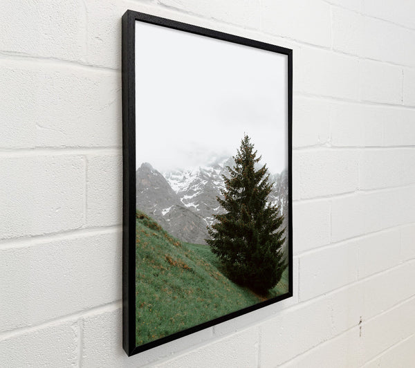 Green Pine And Mountain