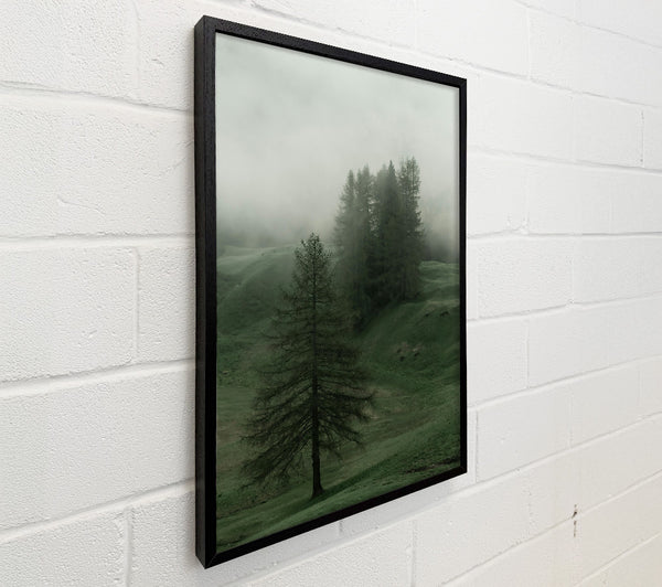 Emerald Foggy Pines