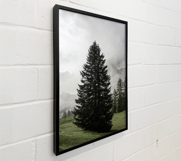 Green Pine In Mist