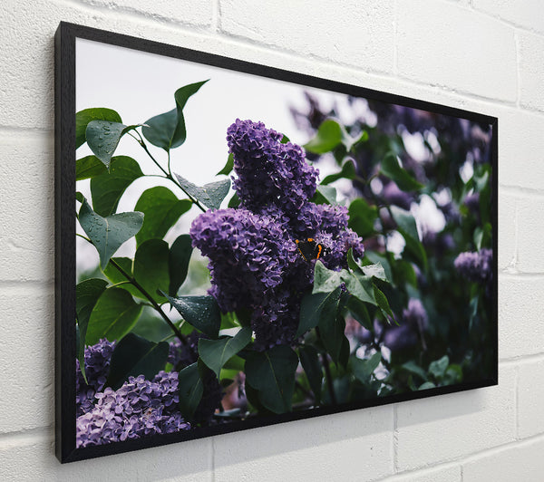 Purple Blooms And Butterflies