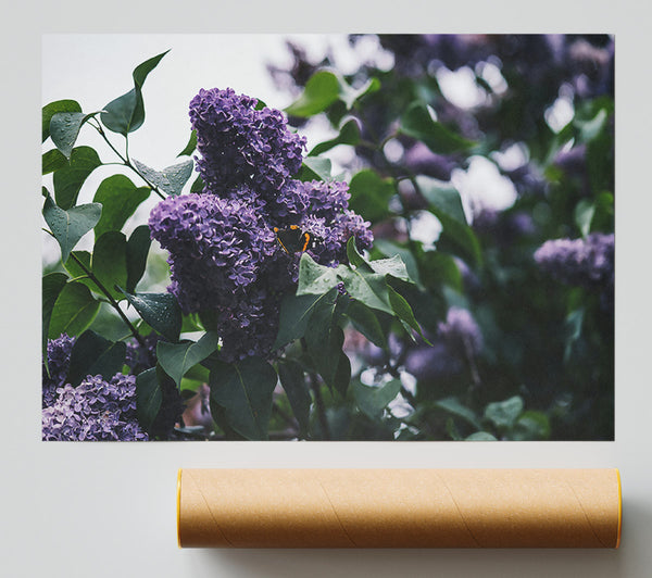 Purple Blooms And Butterflies Print