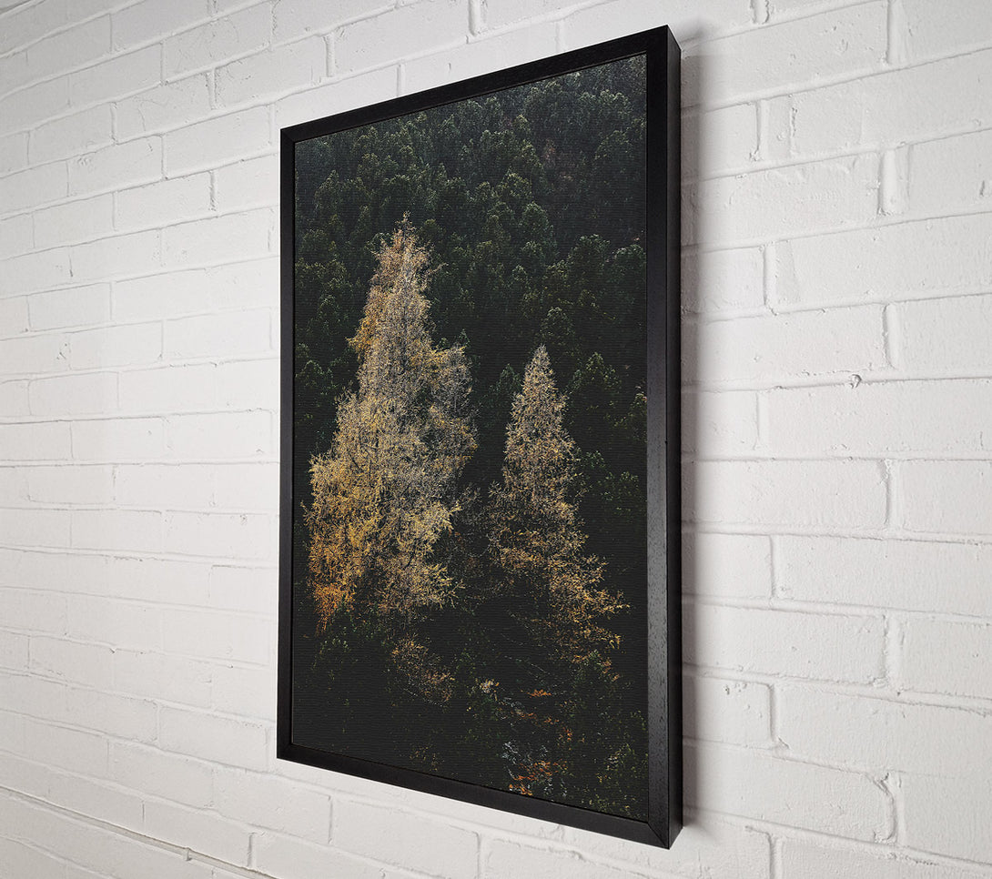 A Canvas Print of Golden Trees In The Dark Canvas Art