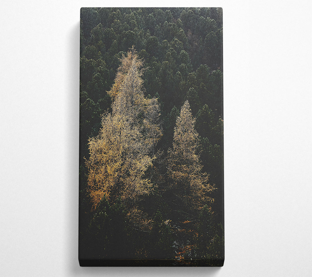  A Canvas Print of Golden Trees In The Dark Canvas Art