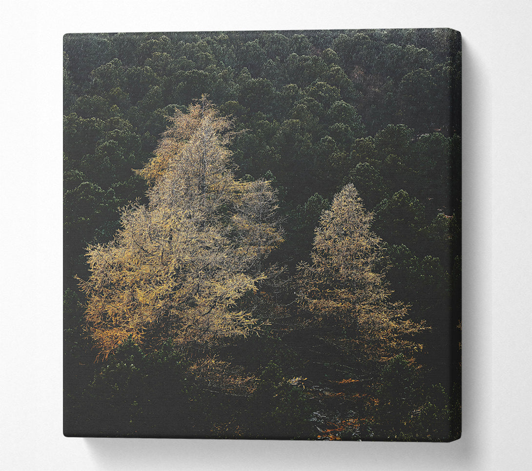  A Canvas Print of Golden Trees In The Dark Canvas Art