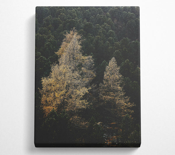  A Canvas Print of Golden Trees In The Dark Canvas Art