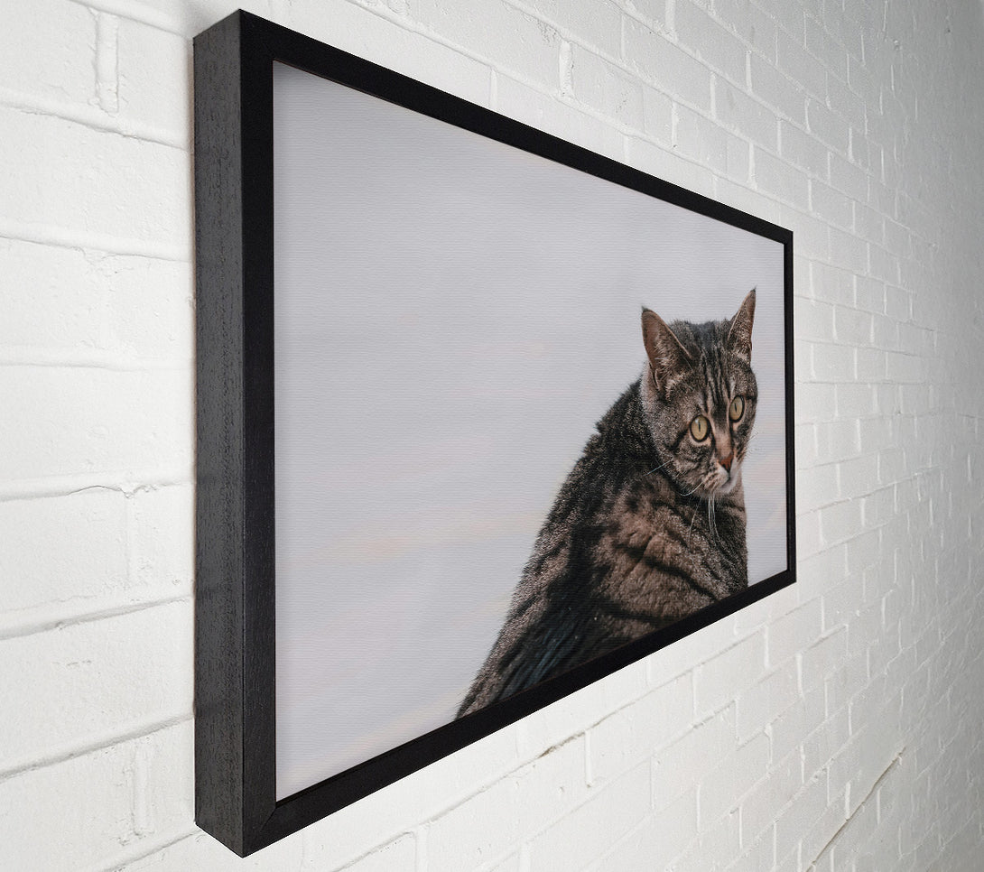  A Canvas Print of Golden Grey Glance Canvas Art